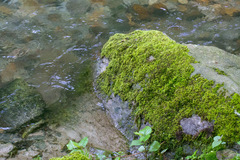 Hygrohypnum