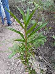 Sagittaria intermedia