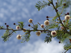 Vachellia kirkii