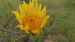 Berkheya decurrens
