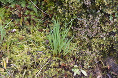 Olsynium douglasii