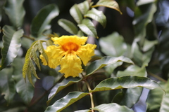 Markhamia lutea