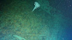 Aphrocallistidae