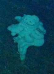 Aphrocallistidae