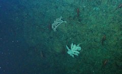 Aphrocallistidae