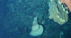 Pinulasma