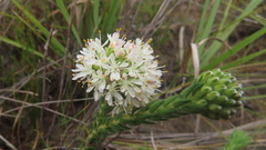 Agathosma hirta