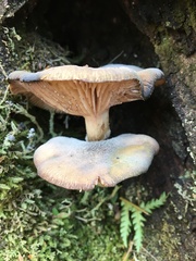 Armillaria novae-zelandiae