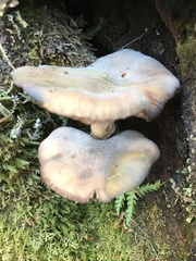 Armillaria novae-zelandiae