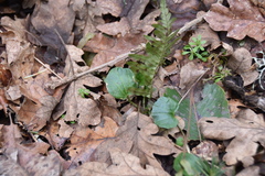 Cardamine nuttallii