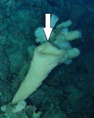 Pinulasma