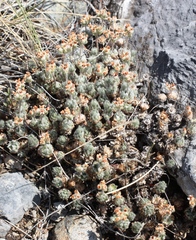 Androsace kuczerovii