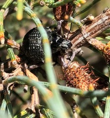 Catasarcus transversalis