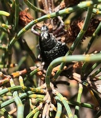 Catasarcus transversalis