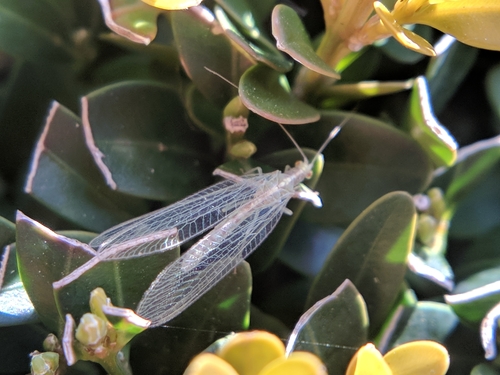 Zlatooka (Chrysoperla carnea)