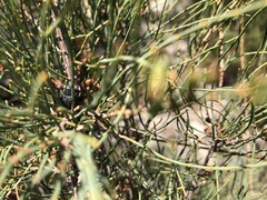 Catasarcus transversalis