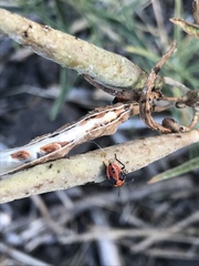 Lygaeus kalmii