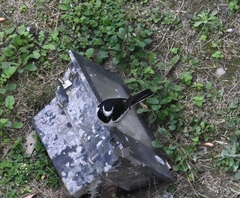 Motacilla alba alboides