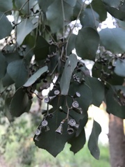 Eucalyptus baueriana