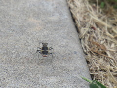 Cicindela schauppii