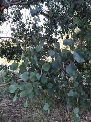 Eucalyptus baueriana