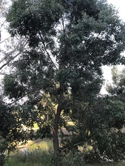 Eucalyptus baueriana