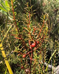 Gyrostemon australasicus