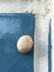 Cornu aspersum