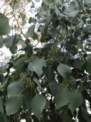 Eucalyptus baueriana
