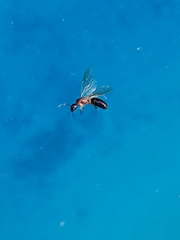 Camponotus clarithorax