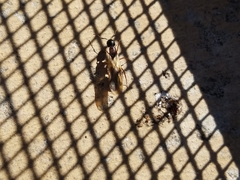 Camponotus clarithorax