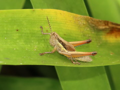Bermius odontocercus