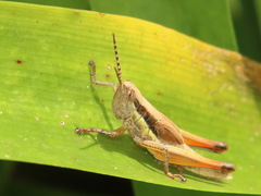 Bermius odontocercus