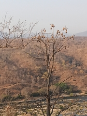 Angiospermae