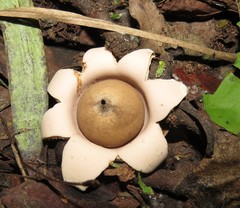 Geastrum schweinitzii