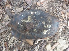 Indotestudo elongata