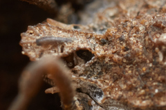 Ortholasma rugosum