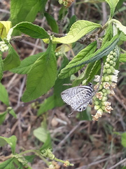 Leptotes pirithous