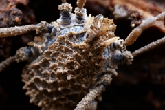 Ortholasma rugosum