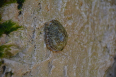Patella caerulea