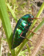 Sternocera ruficornis