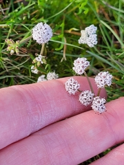 Lomatium piperi