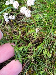 Lomatium piperi