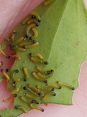 Delias pasithoe