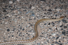 Arizona elegans philipi