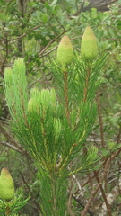 Leucadendron nobile