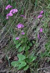 Primula cortusoides