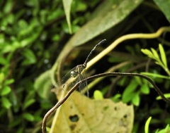 Nannophlebia eludens