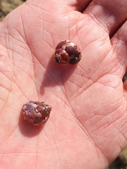 Cantharidus jessoensis