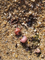 Cantharidus jessoensis